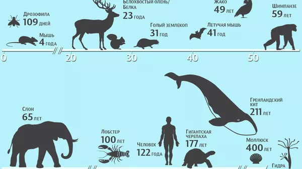 Максимальный возраст животных