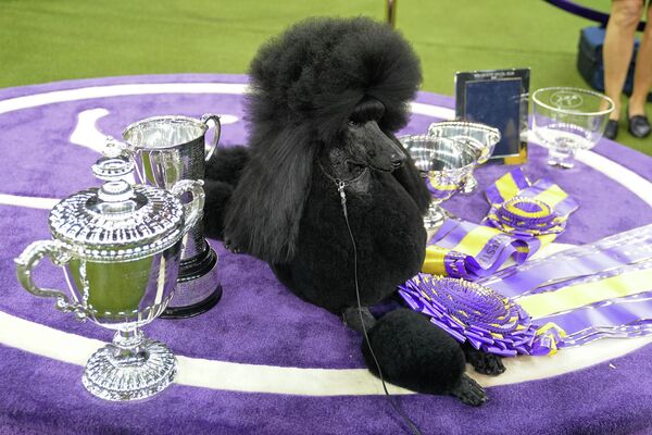 Стандартный пудель Сиба, победитель на выставке 2020 Westminster Kennel Club Dog Show в Мэдисон-Сквер-Гарден в Нью-Йорке Стандартный пудель Сиба, победитель на выставке 2020 Westminster Kennel Club Dog Show в Мэдисон-Сквер-Гарден в Нью-Йорке