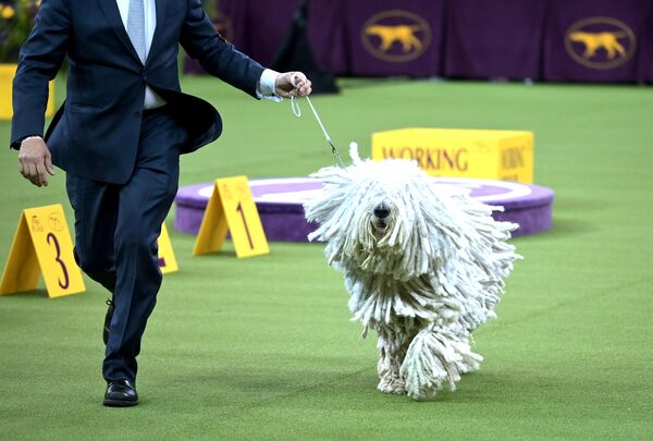 Собака породы Комондор на ежегодной выставке 2020 Westminster Kennel Club Dog Show в Мэдисон-Сквер-Гарден в Нью-Йорке Собака породы Комондор на ежегодной выставке 2020 Westminster Kennel Club Dog Show в Мэдисон-Сквер-Гарден в Нью-Йорке