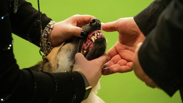 Собака на ежегодной выставке 2020 Westminster Kennel Club Dog Show в Мэдисон-Сквер-Гарден в Нью-Йорк Собака на ежегодной выставке 2020 Westminster Kennel Club Dog Show в Мэдисон-Сквер-Гарден в Нью-Йорк