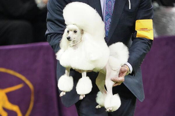 Собака породы той-пудель на ежегодной выставке 2020 Westminster Kennel Club Dog Show в Мэдисон-Сквер-Гарден в Нью-Йорк Собака породы той-пудель на ежегодной выставке 2020 Westminster Kennel Club Dog Show в Мэдисон-Сквер-Гарден в Нью-Йорк