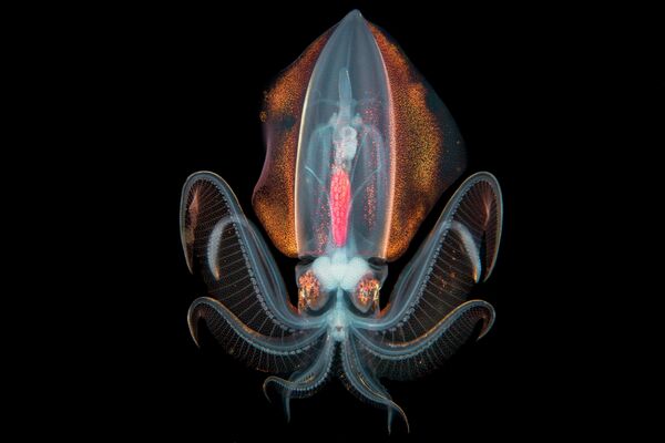 Songda Cai. Работа финалиста категории Профессионалы конкурса Sony World Photography Awards 2020 Songda Cai. Работа финалиста категории Профессионалы конкурса Sony World Photography Awards 2020