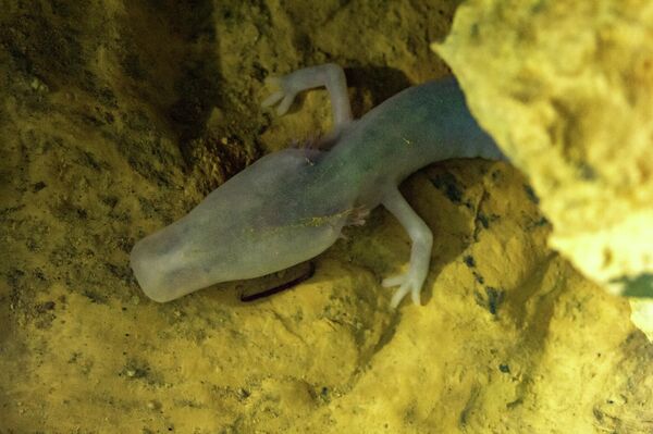 Пещерная саламандра (Proteus anguinus) Пещерная саламандра (Proteus anguinus)