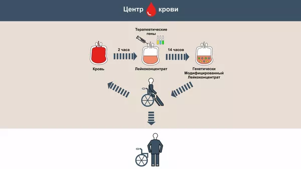 Схема получения и применения генетически модифицированного лейкоконцентрата Схема получения и применения генетически модифицированного лейкоконцентрата