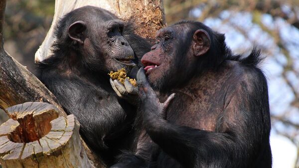 Британские ученые обнаружили у шимпанзе зачатки речи