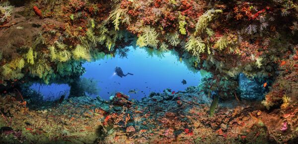 Oleg Gaponyuk. Работа победителя конкурса The Underwater Photographer of the Year 2020 Oleg Gaponyuk. Работа победителя конкурса The Underwater Photographer of the Year 2020