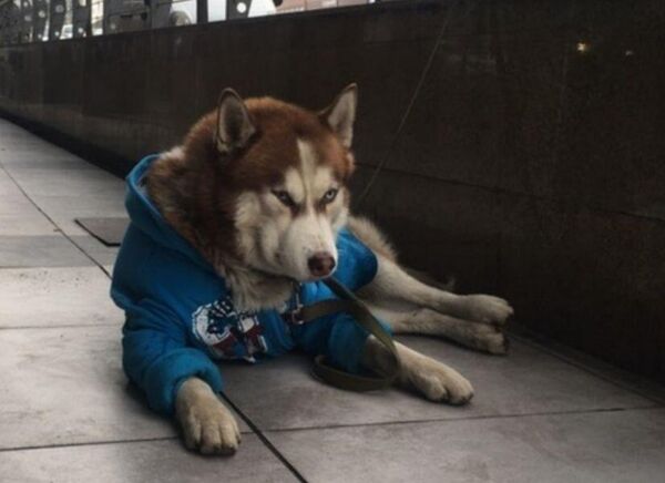Собака породы хаски в Калининграде Собака породы хаски в Калининграде