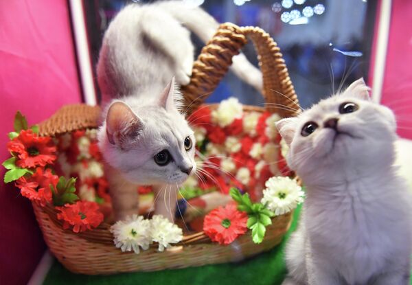 Кошки породы британская на международной выставке Кэтсбург в выставочном центре Крокус Экспо в Красногорске Кошки породы британская на международной выставке Кэтсбург в выставочном центре Крокус Экспо в Красногорске