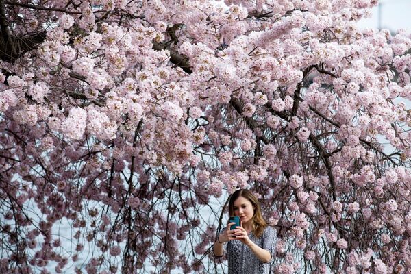 Девушка фотографируется с цветущей сакурой в Вашингтоне Девушка фотографируется с цветущей сакурой в Вашингтоне