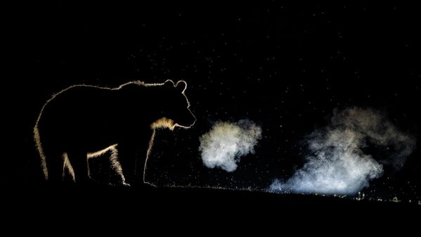 Bence Máté. Работа победителя конкурса Nature TTL Photographer of the Year 2020 Bence Máté. Работа победителя конкурса Nature TTL Photographer of the Year 2020