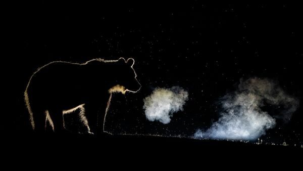 Bence Máté. Работа победителя конкурса Nature TTL Photographer of the Year 2020 Bence Máté. Работа победителя конкурса Nature TTL Photographer of the Year 2020