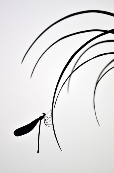 Minghui Yuan. Работа победителя конкурса Nature TTL Photographer of the Year 2020 Minghui Yuan. Работа победителя конкурса Nature TTL Photographer of the Year 2020