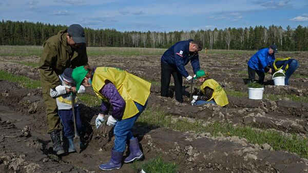 Посадка саженцев хвойных пород деревьев Посадка саженцев хвойных пород деревьев