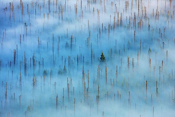 Работа фотографа Radomir Jakubowski в категории Растения и грибы в фотоконкурсе GDT Nature Photographer of the Year 2020 Работа фотографа Radomir Jakubowski в категории Растения и грибы в фотоконкурсе GDT Nature Photographer of the Year 2020