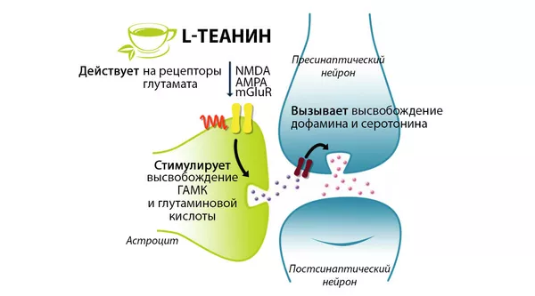 Нейробиологический механизм действия L-теанина