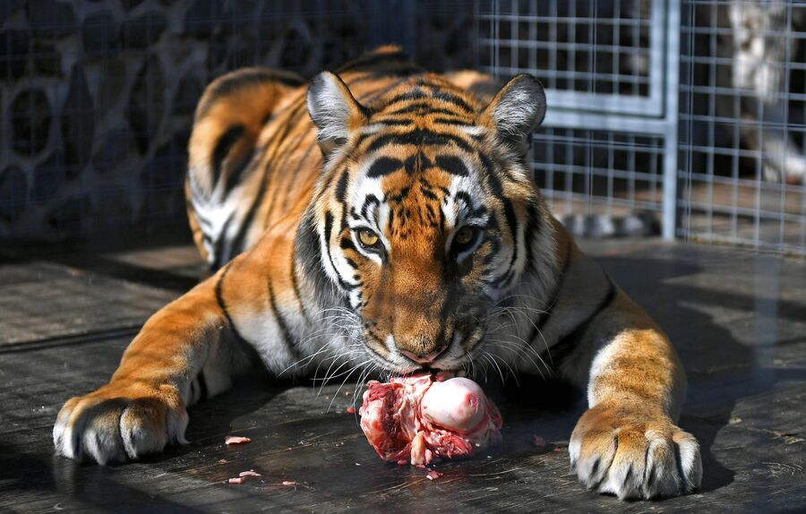 Тигр есть мясо. Тигр с блинами.