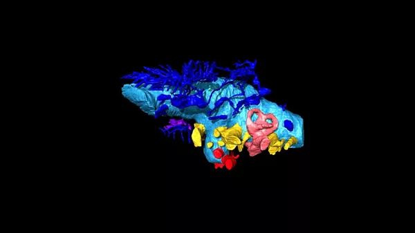 Трехмерная виртуальная реконструкция мозга анкилозавра Bissektipelta archibaldi