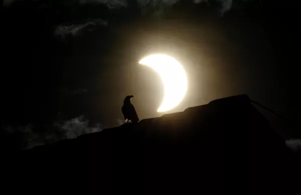 Ворона во время солнечного затмения в Найроби, Кения