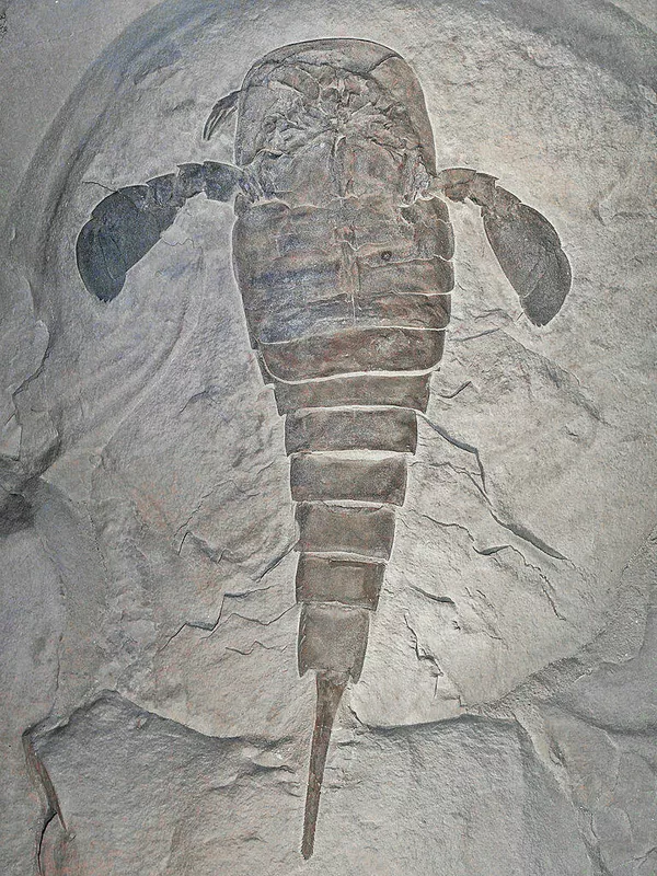 Гигантский морской скорпион Eurypterus remipes, живший 400 миллионов лет назад Гигантский морской скорпион Eurypterus remipes, живший 400 миллионов лет назад