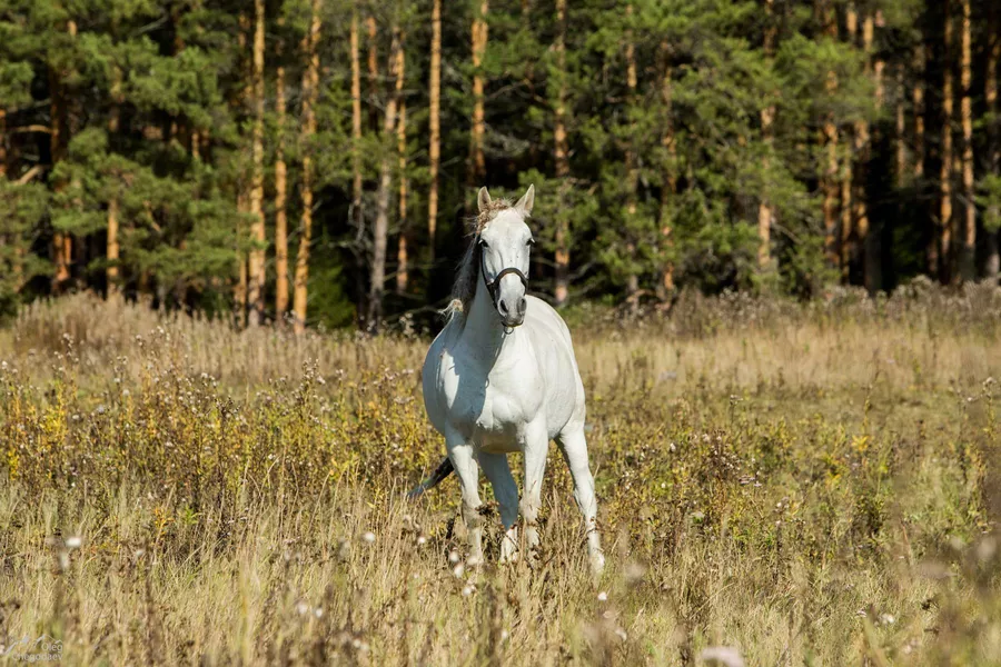 Большая Южноуральская тропа. Кордон Миселя 