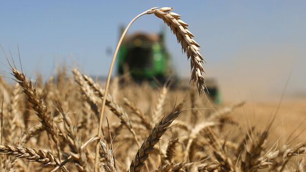 Минсельхоз не стал менять прогноз на урожай зерна из-за аномальной жары