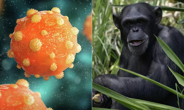 Вирус гепатита В и шимпанзе