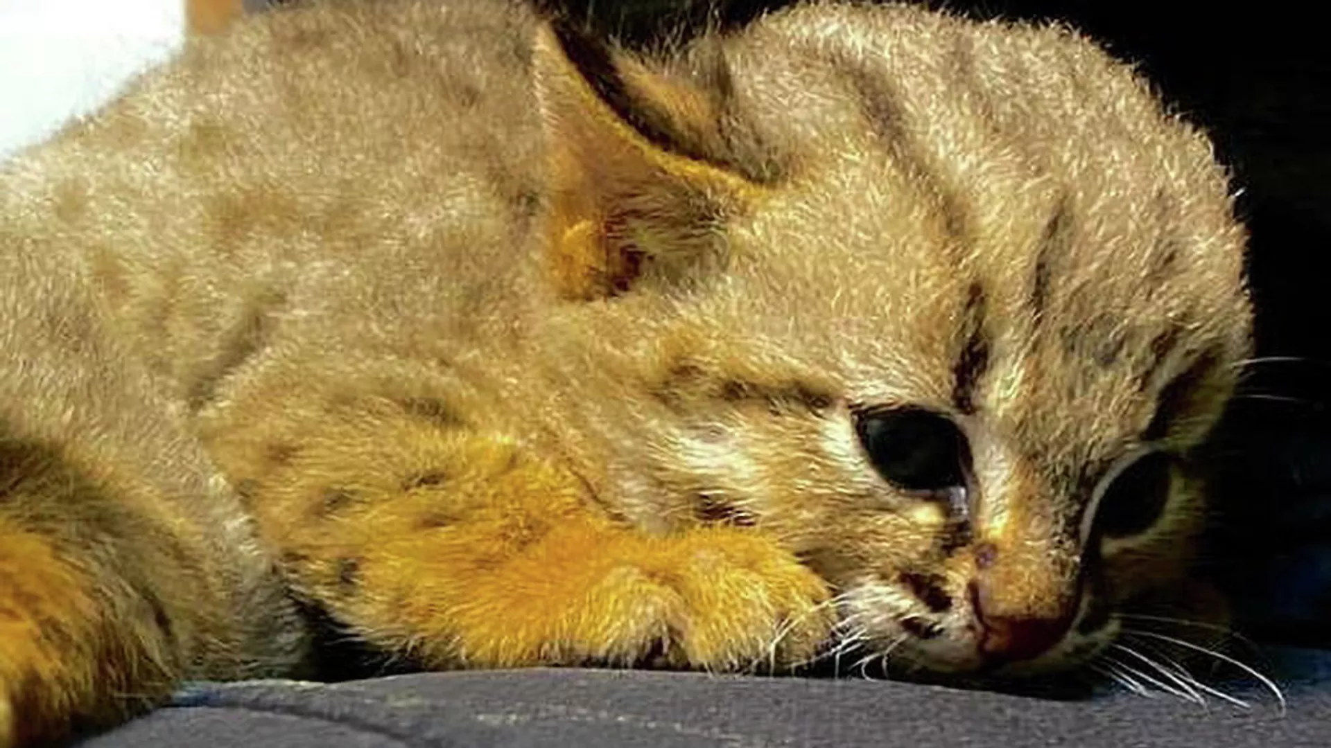 В Новосибирском зоопарке у ржаво-рыжих кошек впервые родились котята - РИА Новости, 1920, 15.08.2020