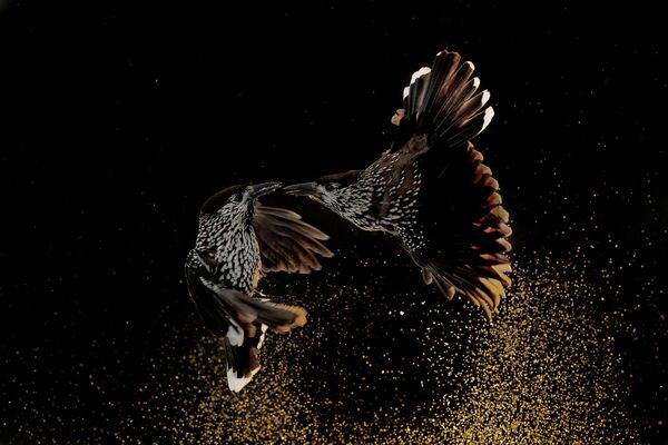 Roelof Molenaar. Работа победителя конкурса Bird Photographer of the Year 2020 Roelof Molenaar. Работа победителя конкурса Bird Photographer of the Year 2020