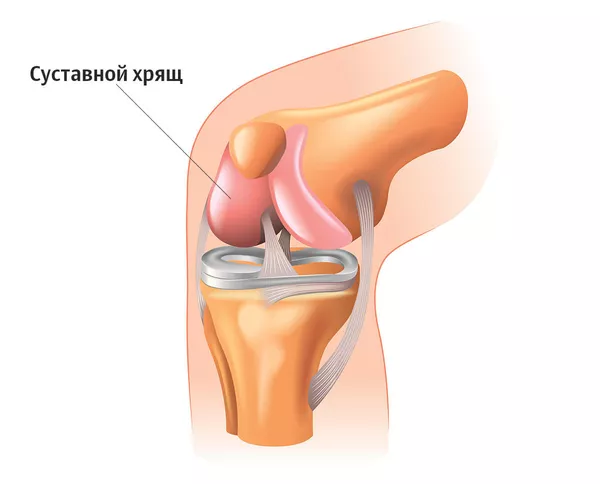 Строение коленного сустава