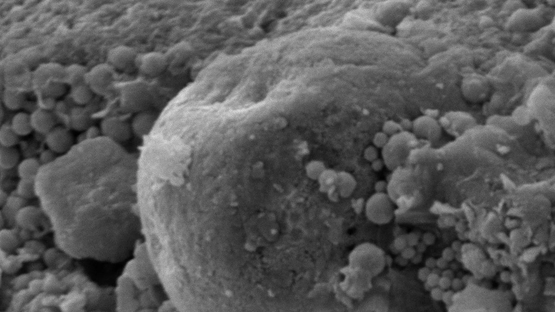 Снимок окаменелых микроорганизмов, обнаруженных внутри метеорита Оргей - РИА Новости, 1920, 15.09.2020