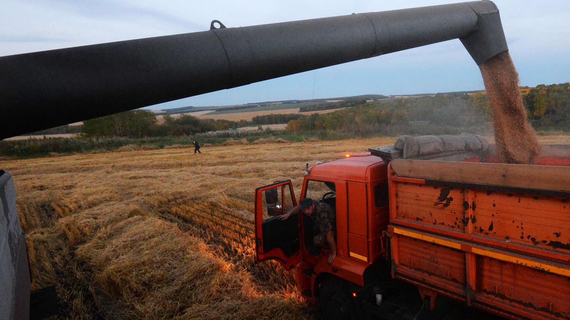Урожай зерна в 2020 году в России превысит 131 миллион тонн