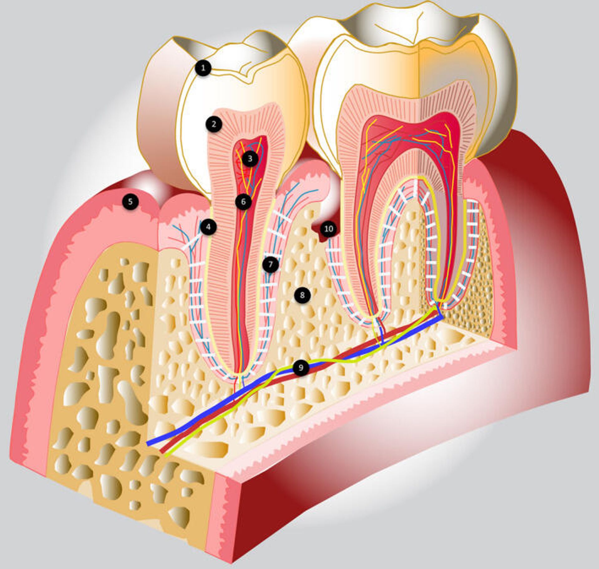 Сосуды десны. Зубная пульпа строение зуба. Пульпа молочных зубов строение. Зубной нерв строение зуба.