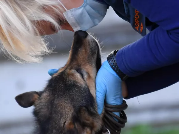 Кинолог с одной из служебных собак кинологического подразделения авиакомпании Аэрофлот в аэропорту Шереметьево