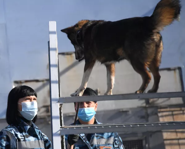 Кинологи во время занятий с одной из служебных собак кинологического подразделения авиакомпании Аэрофлот в аэропорту Шереметьево