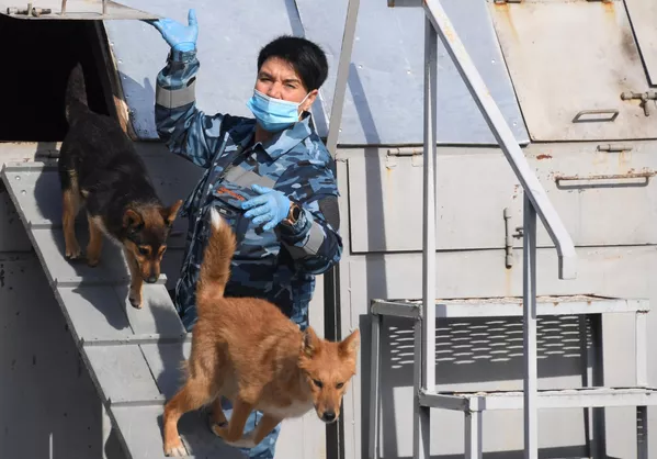 Кинолог во время занятий со служебными собаками кинологического подразделения авиакомпании Аэрофлот в аэропорту Шереметьево