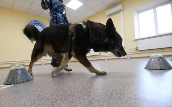 Служебная собака во время тренировки в кинологическом подразделении авиакомпании Аэрофлот в аэропорту Шереметьево по выявлению коронавирусной инфекции у человека