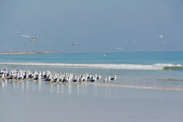 Чайки на берегу моря в Омане