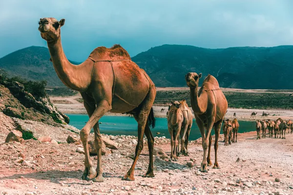 Верблюды в Салале, Оман
