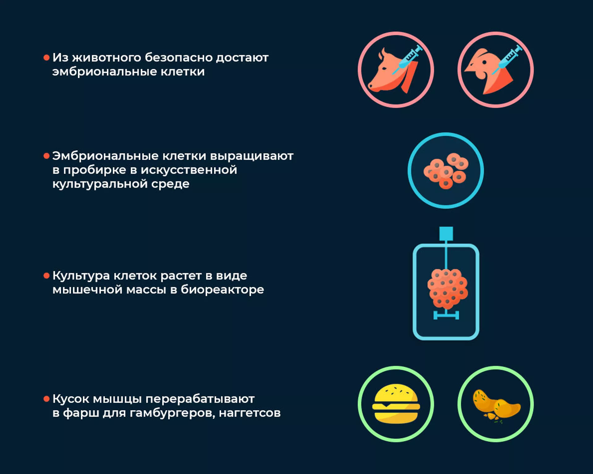 Выращивание чистого мяса - РИА Новости, 1920, 11.12.2020