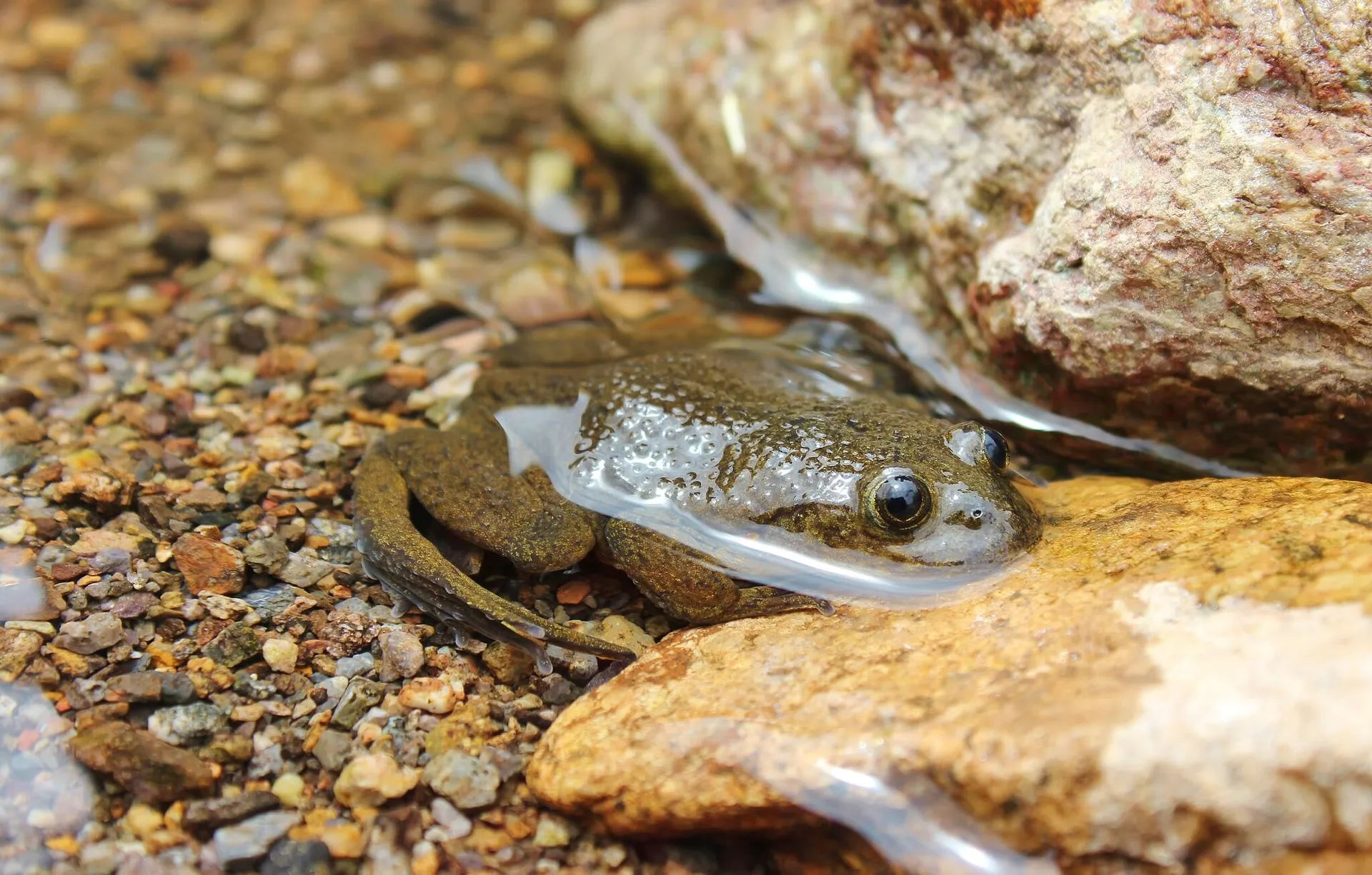 Андский свистун Telmatobius halli Андский свистун Telmatobius halli - РИА Новости, 1920, 18.12.2020