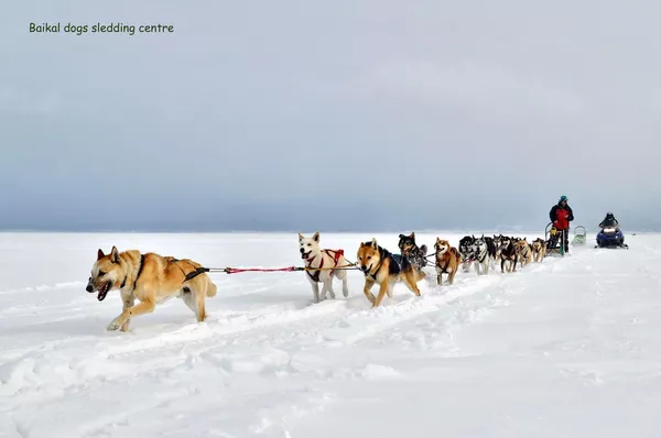 Заезд на собачьей упряжке на берегу озера Байкал в Иркутской области