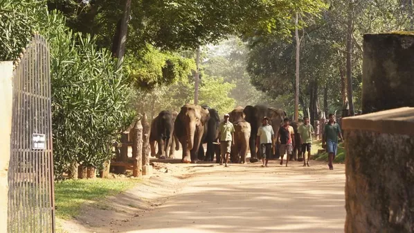 Приют для слонов Пиннавала