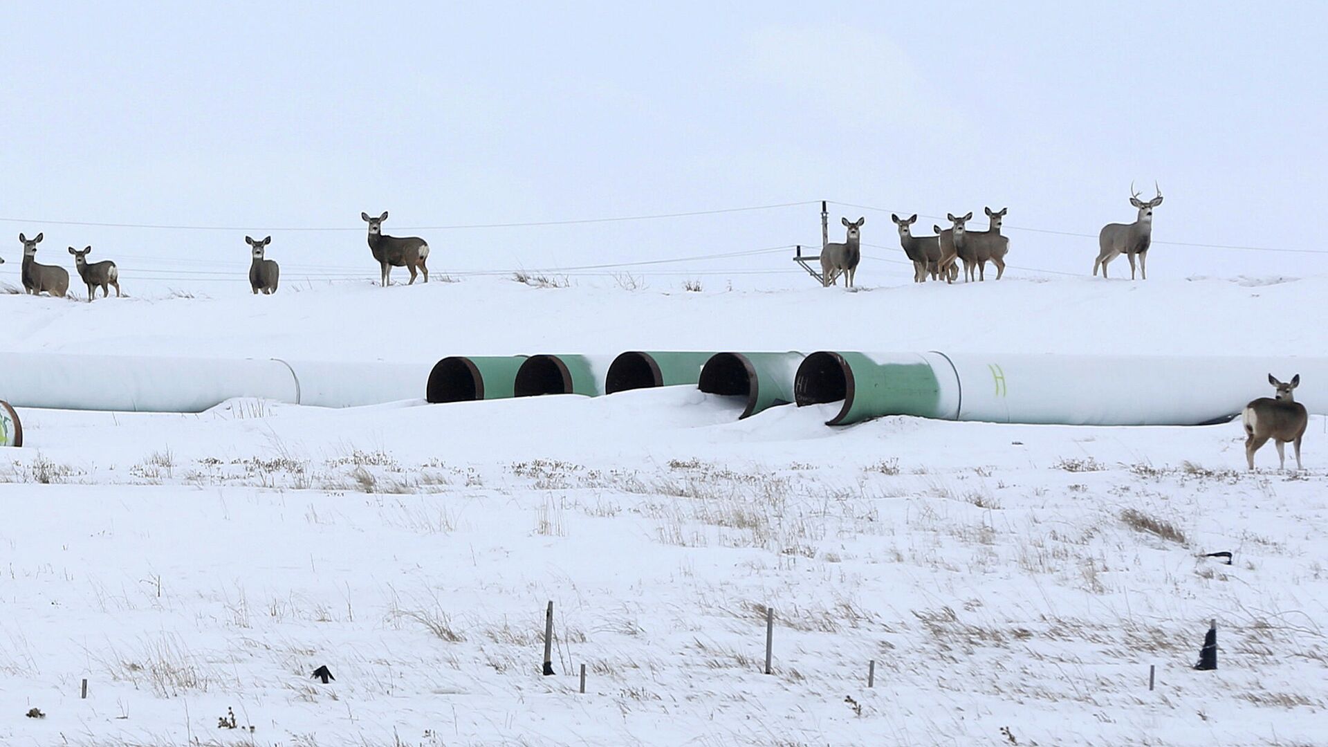 Трубы для нефтепровода Keystone XL в Гаскойне, Северная Дакота Трубы для нефтепровода Keystone XL в Гаскойне, Северная Дакота - РИА Новости, 1920, 26.01.2021