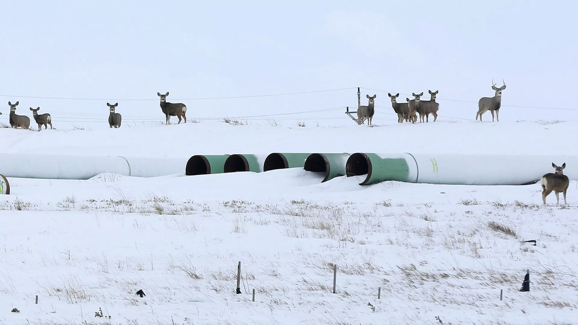 Трубы для нефтепровода Keystone XL в Гаскойне, Северная Дакота - РИА Новости, 1920, 26.01.2021