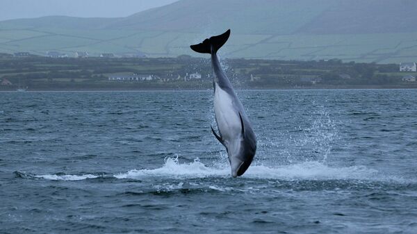 Ирландский политик заявил о пропаже знаменитого дельфина 