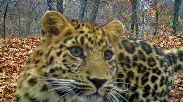Фотоловушка нацпарка Земля леопарда