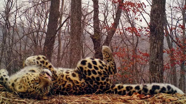 Фотоловушка нацпарка Земля леопарда