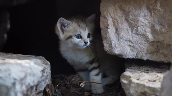 Котенок барханной кошки в сафари-парке Рамат-Ган, Израиль