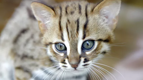 Котенок ржавой кошки в Парк-де-Фелин во Франции