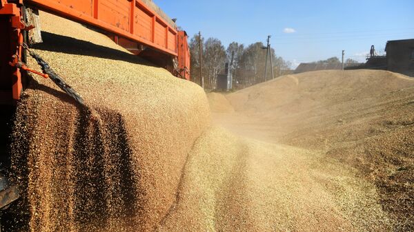 В США изменили прогноз по урожаю пшеницы в России